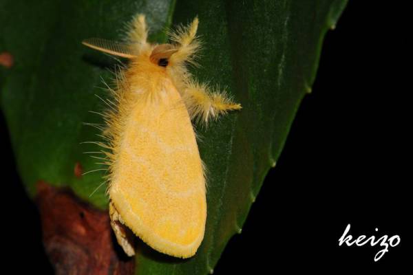 https://moth.tbn.org.tw/images/twmoth036/twmoth177286.jpg?v=638855366527507500